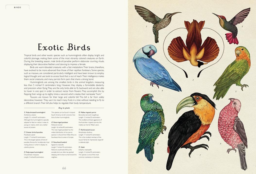 Animalium
