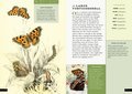 The Little Book of Butterflies