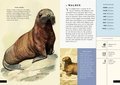 The Little Book of Animals of the Artic