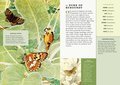 The Little Book of Butterflies