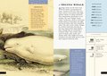 The Little Book of Animals of the Artic